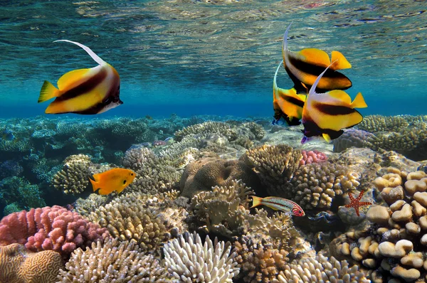 Фото коралової колонії — стокове фото