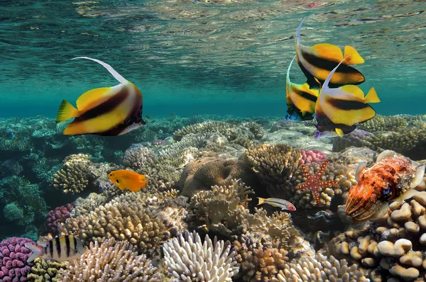 Pesce corallo pennuto (bannerfish ) — Foto Stock