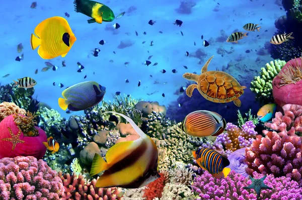 Foto van een koraalkolonie — Stockfoto