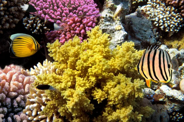 Τροπικά ψάρια στην κοραλλιογενή ύφαλο στην Ερυθρά θάλασσα — Φωτογραφία Αρχείου