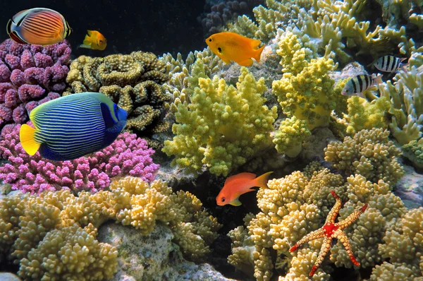 Onderwater schieten van levendige koraalrif met een vissen — Stockfoto