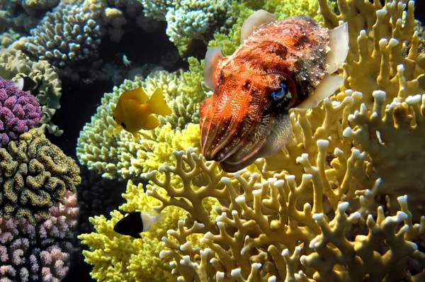 Sepia en el arrecife de coral — Foto de Stock