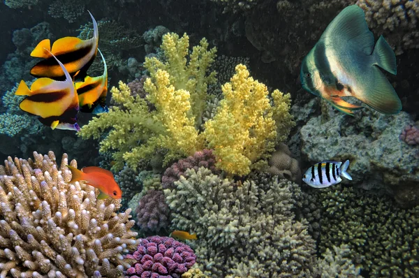 Foto de una colonia de coral — Foto de Stock