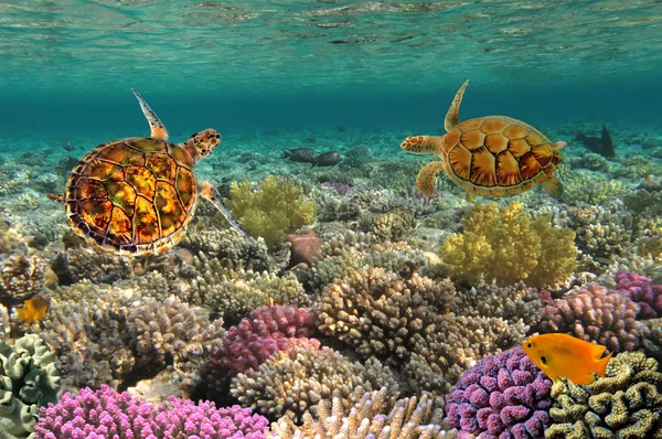 산호초를 통해 수영 녹색 바다 거북 — 스톡 사진