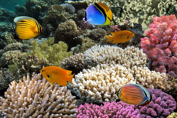 Barriera corallina del Mar Rosso con Pesce farfalla — Foto Stock
