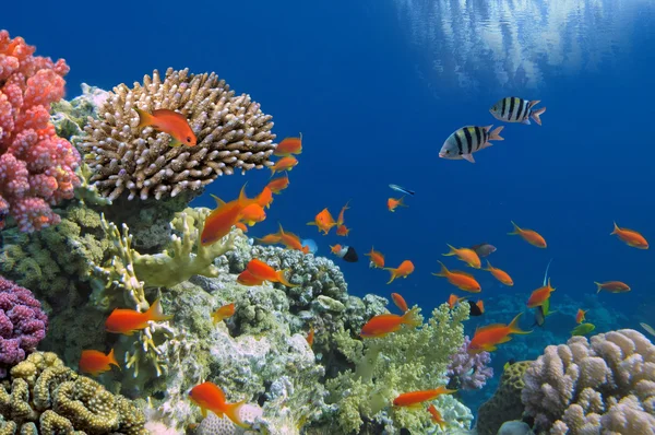 Tropikal balıklar Kızıldeniz coral reef doğum — Stok fotoğraf