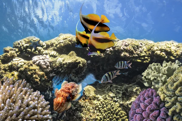 Peixes tropicais no recife de coral no Mar Vermelho — Fotografia de Stock