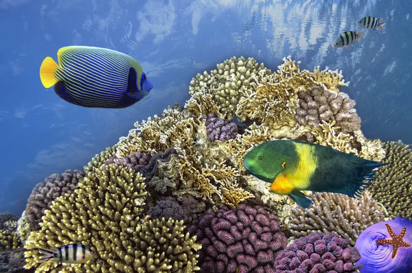 Sualtı çekimi canlı mercan kayalığı ile bir balıkçı — Stok fotoğraf