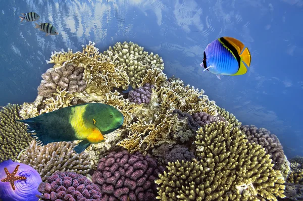 Undervattensbuller skjuta av levande korallrev med en fiskar — Stockfoto