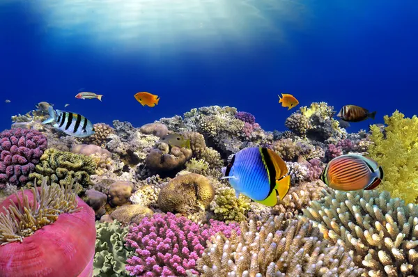 Undervattensvärlden. Korallfiskar i Röda havet. — Stockfoto