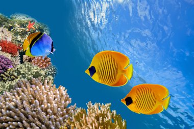 Underwater image of coral reef clipart