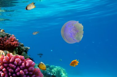 Moon jellyfish clipart