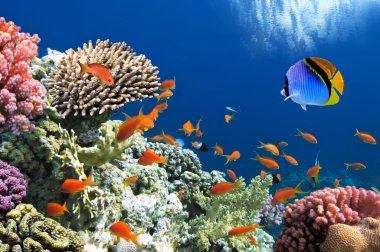 Tropical Fish on Coral Reef in the Red Sea clipart
