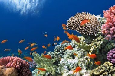 tropikal balıklar Kızıldeniz coral reef doğum