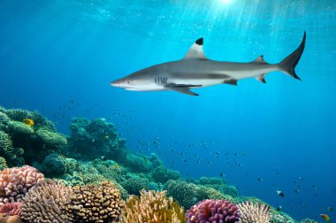 Colorful underwater coral reef and shark clipart