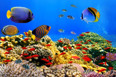 Photo of a coral colony on a reef clipart