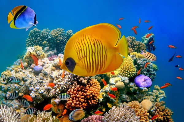 Bir mercan kayalığı tropikal balık — Stok fotoğraf