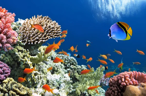 Тропічні риби на кораловий риф в Червоному морі홍 해의 산호초에 열 대 물고기 — 스톡 사진