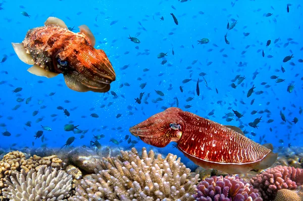 Cuttlefish(Sepiida) — Stock Photo, Image