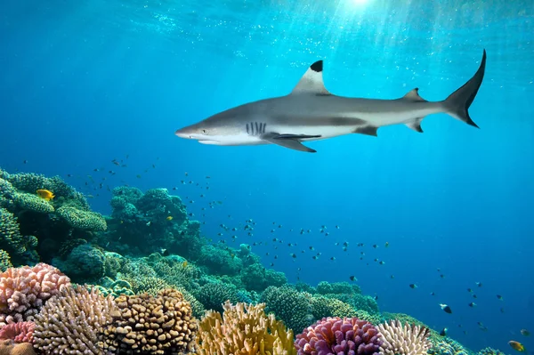 Kleurrijke onderwater koraal rif en shark — Stockfoto