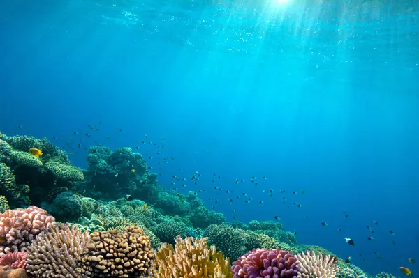 Oceaan onderwater achtergrondafbeelding — Stockfoto