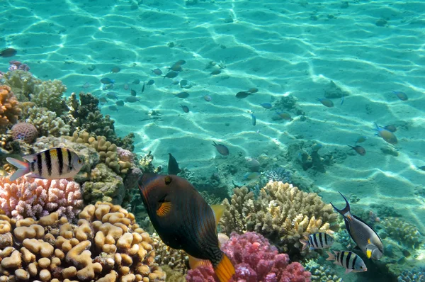 Tropische Fische am Korallenriff — Stockfoto