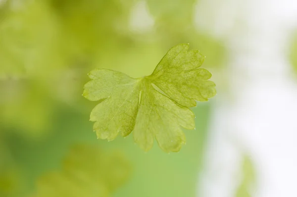 stock image Laef of parsley