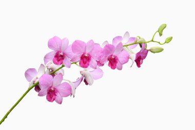 Pink orchid group and bud branch clipart