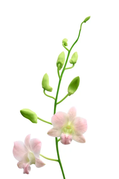 Grupo de orquídeas e ramo de botão — Fotografia de Stock