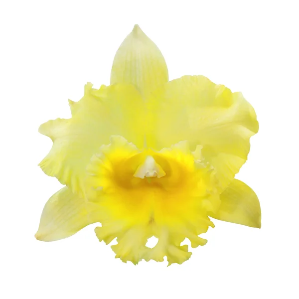 Egyetlen orchidea — Stock Fotó