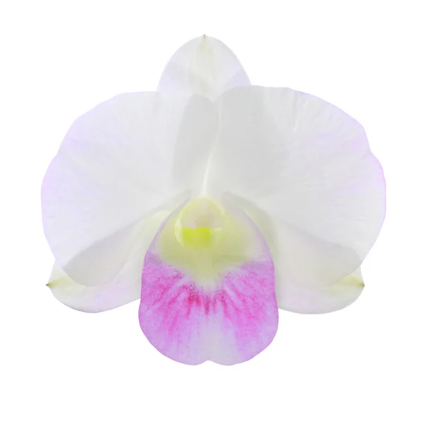Orquídea única — Fotografia de Stock