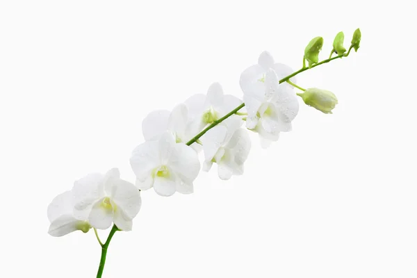 Orquídea branca e ramo de broto — Fotografia de Stock