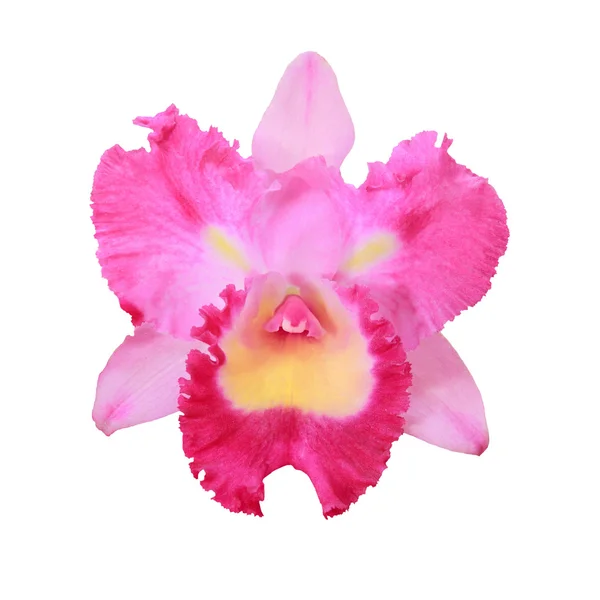 Egyetlen orchidea — Stock Fotó