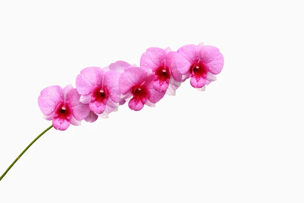 Grupo de orquídea rosa — Fotografia de Stock