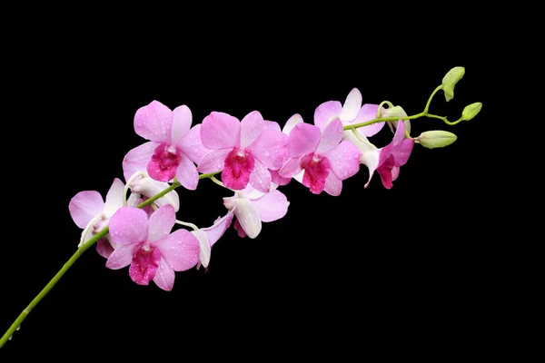 Rosa Orchideengruppe und Knospenzweig — Stockfoto