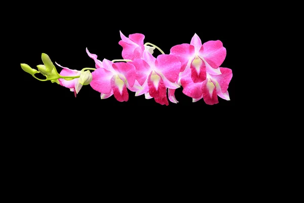 Orchidea csoport és a bud ág — Stock Fotó