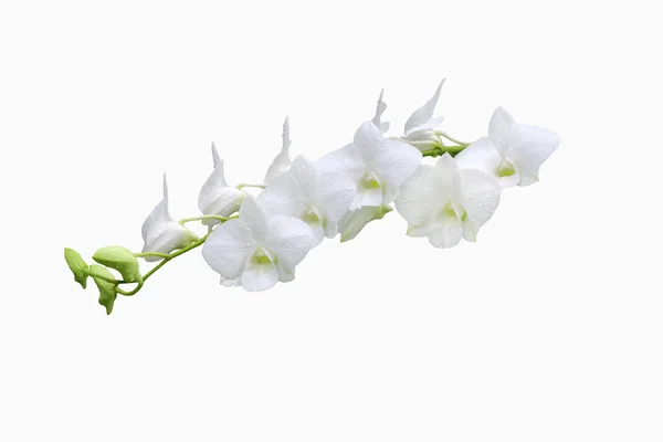 Ramo branco da orquídea — Fotografia de Stock