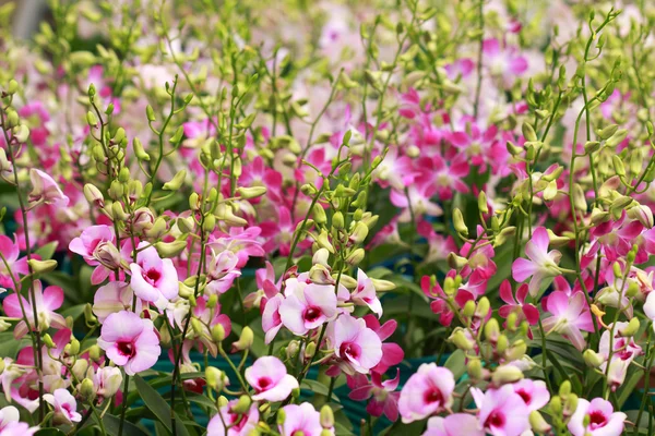 stock image Orchid farm