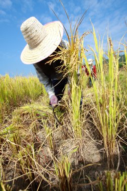 Farmer havesting rice clipart