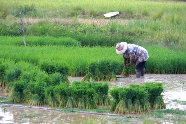 Pirinç tarlasında çalışan çiftçi.