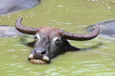 Buffalo dinlenme gölet