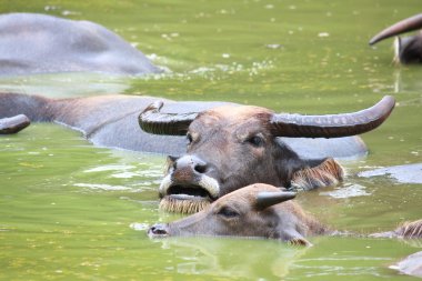 Buffalo dinlenme gölet