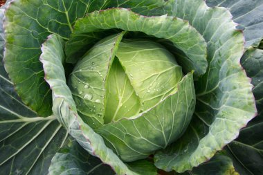 Cabbage close up clipart