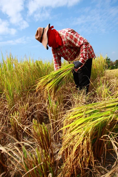 Landwirt erntet Reis — Stockfoto
