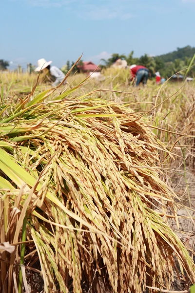 Farmer havesting rice — Stock Photo, Image