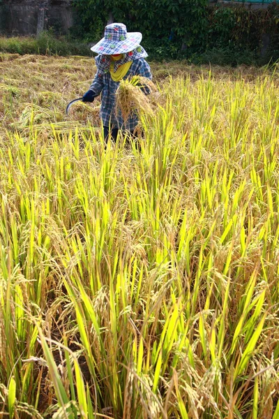 Çiftçi havesting pirinç — Stok fotoğraf