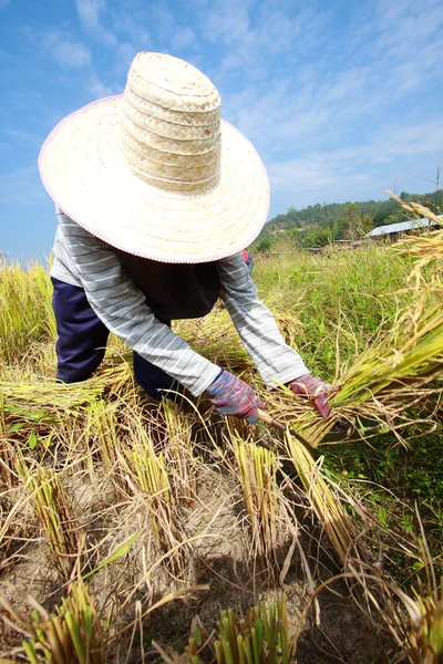 Farmer havesting rice — Stock Photo, Image