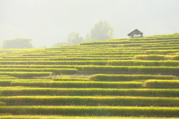 Terraced rice field — Stock Photo, Image