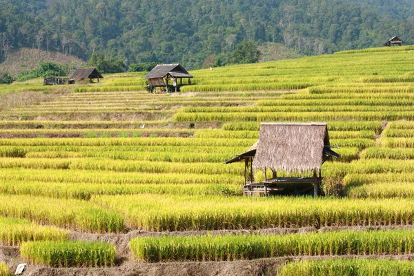 Campo de arroz em terra — Fotografia de Stock
