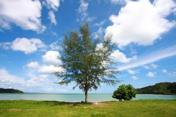 Scenics tree with perspective cloud — Stockfoto